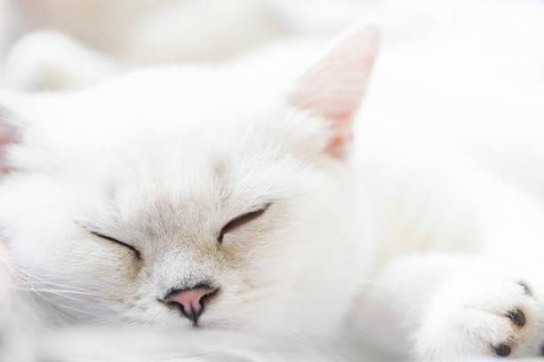 istock White sleeping Scottish Straight purebred cat 1063785358