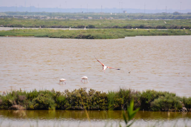 istock Landscape The Po Delta 1063785862