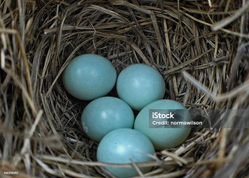 bluebird huevos en nest - Foto de stock de Animal libre de derechos