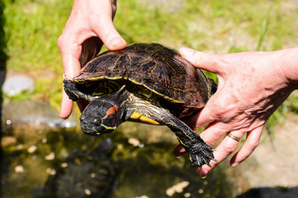 Common turtle Slider Trachemys scripta Photo picture Common turtle Slider Trachemys scripta animal reptile amphibian coahuilan red eared turtle stock pictures, royalty-free photos & images