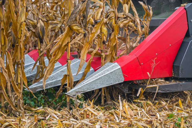 harvesting corn in a field with a modern combine on a cloudy day, followed by loading onto a truck.