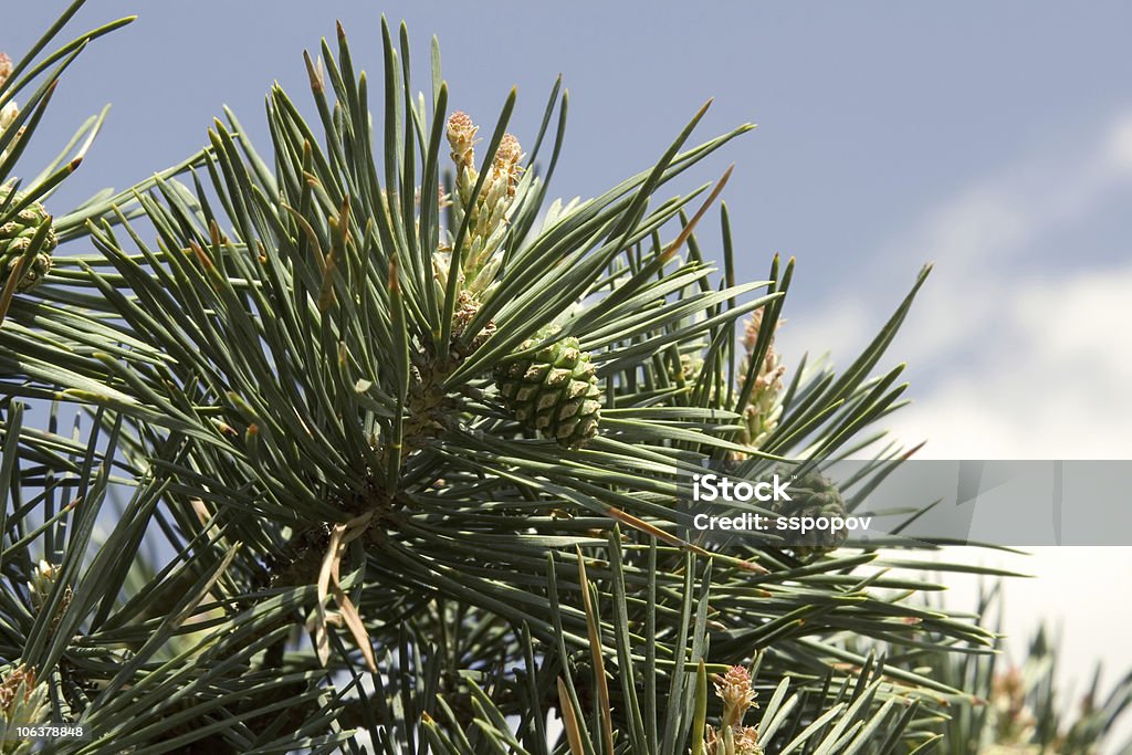 branch of pine-tree  Branch - Plant Part Stock Photo