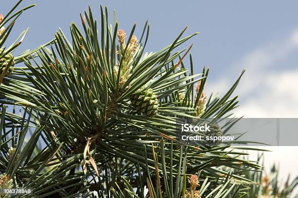 Branch Of Pinetree Stock Photo - Download Image Now - Branch - Plant Part, Bud, Color Image