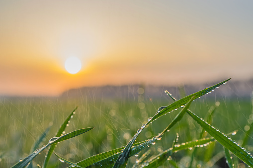 winter wheat with drops of dew in late autumn at sunset.