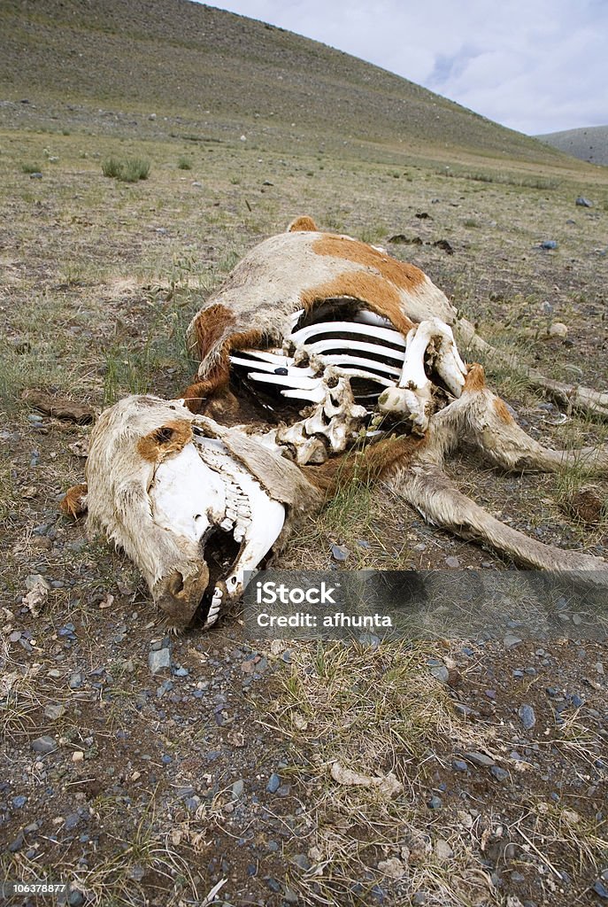 La muerte del desierto - Foto de stock de Animal libre de derechos