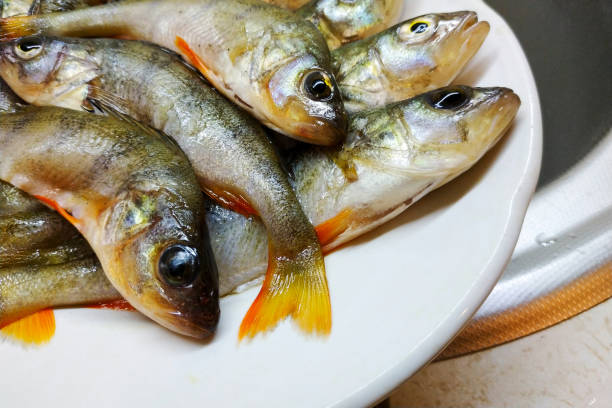 istock Fresh scaled fish perch lies in the plate. 1063789250
