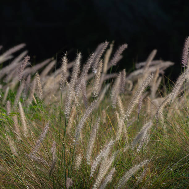 istock Beautiful Reeds Glistening at Sunset 1063790088