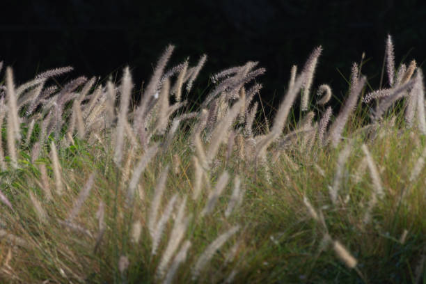 istock Beautiful Reeds Glistening at Sunset 1063790290