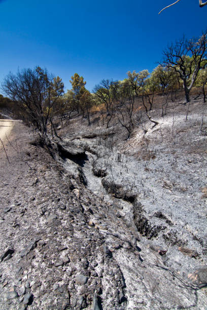 istock Landscape view of a burned forest 1063793306