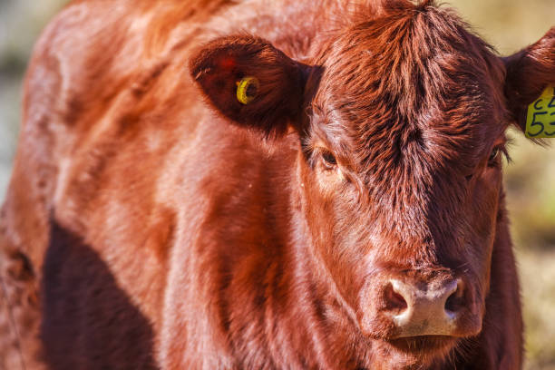 istock Red coloured cow looking at the camera 1063793396