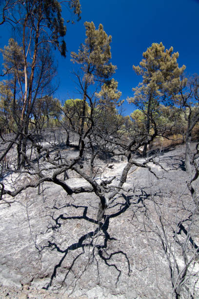 istock Landscape view of a burned forest 1063793436