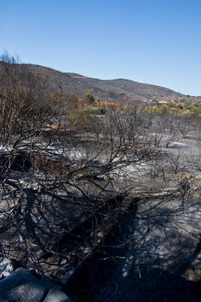 istock Landscape view of a burned forest 1063793732