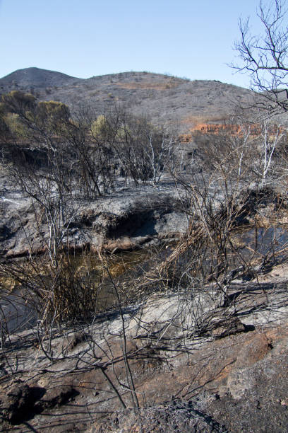 istock Landscape view of a burned forest 1063793754