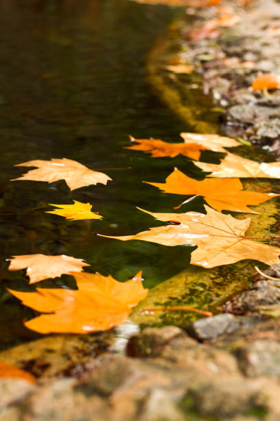 istock lake with with fallen leaves 1063793768