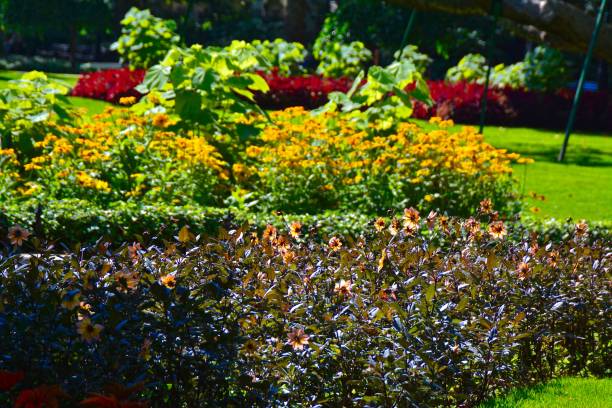 istock Bright Summer Light on Flower Garden 1063794078