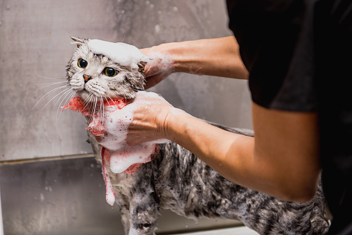 Gato profesional grooming en la cabina photo