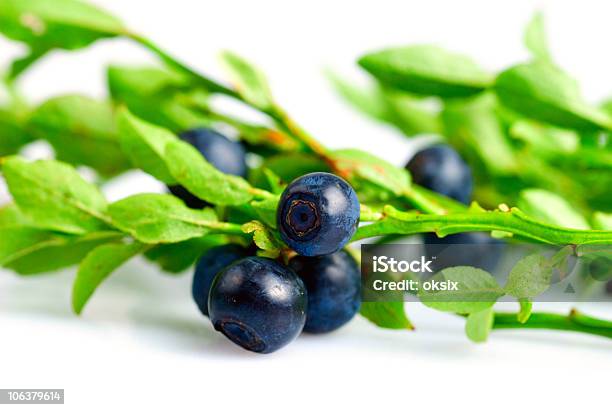 Twig Of Bilberry Stock Photo - Download Image Now - Berry, Bilberry - Fruit, Black Color