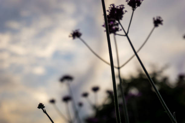 istock Flowers and sky on backlight creative photo 1063796280