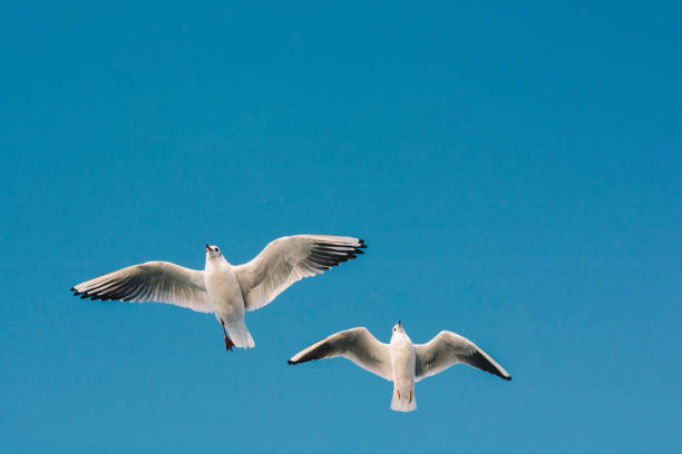 istock Pair of seagulls flying in the sky 1063797648