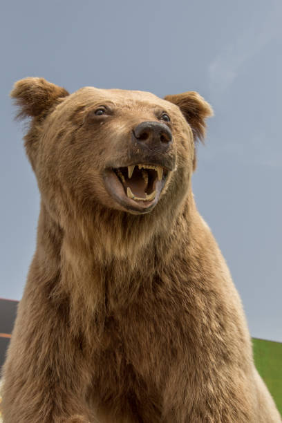 istock The stuffed big brown bear head as wild animal 1063799190
