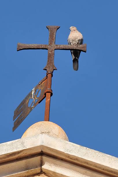 Sitting pigeon stock photo