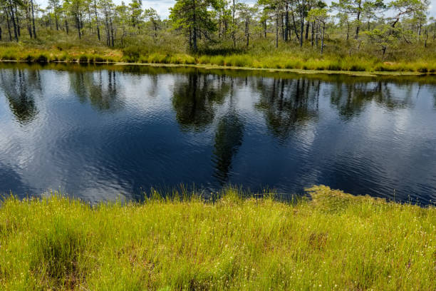 istock empty swamp landscape with water ponds and small pine trees 1063800594