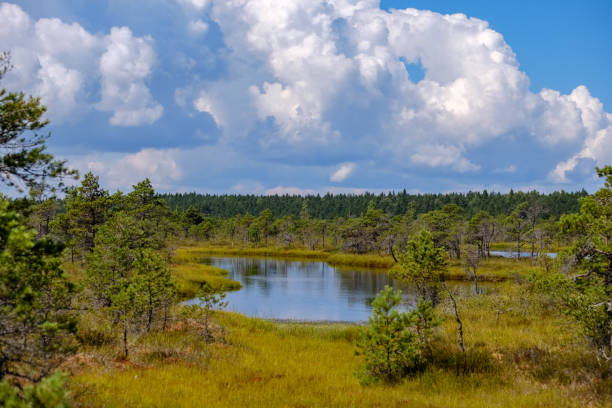 istock empty swamp landscape with water ponds and small pine trees 1063800786
