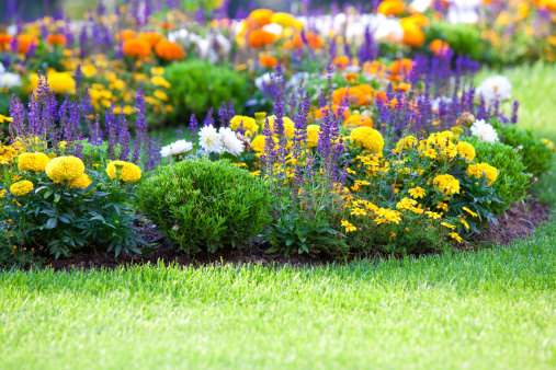 Hermosa on green lawn multicolored cuadro floral photo