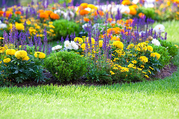 Beautiful multicolored flowerbed on green lawn multicolored flowerbed on a lawn. horizontal shot. small GRIP perennial stock pictures, royalty-free photos & images