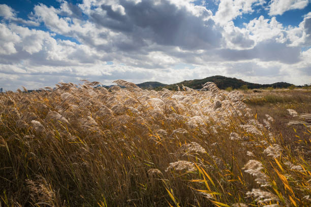 Reed field and autumn sky landscape in Korea