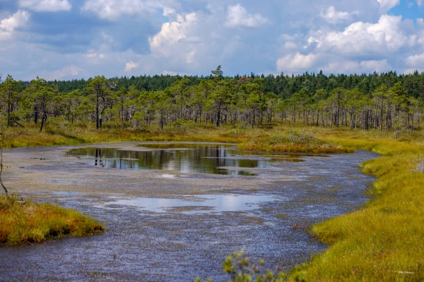 istock empty swamp landscape with water ponds and small pine trees 1063800950