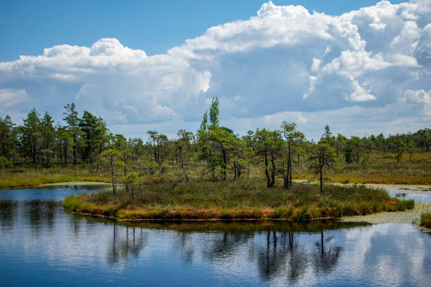 istock empty swamp landscape with water ponds and small pine trees 1063800980