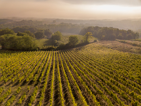 Aerial view Bordeaux Vineyard at sunrise, Entre deux mers, Langoiran, Gironde, France