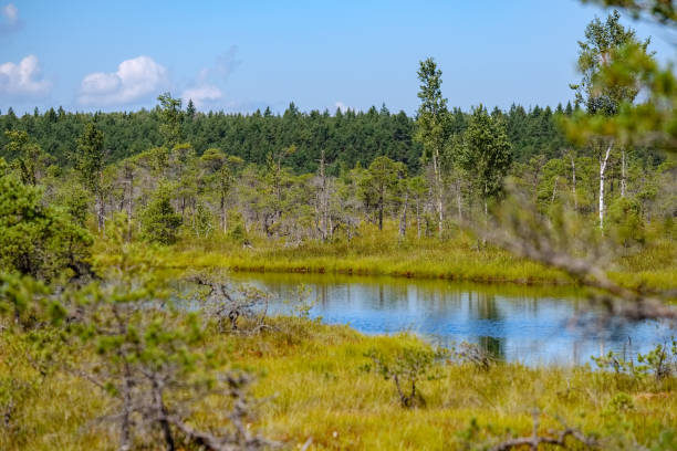 istock empty swamp landscape with water ponds and small pine trees 1063801230