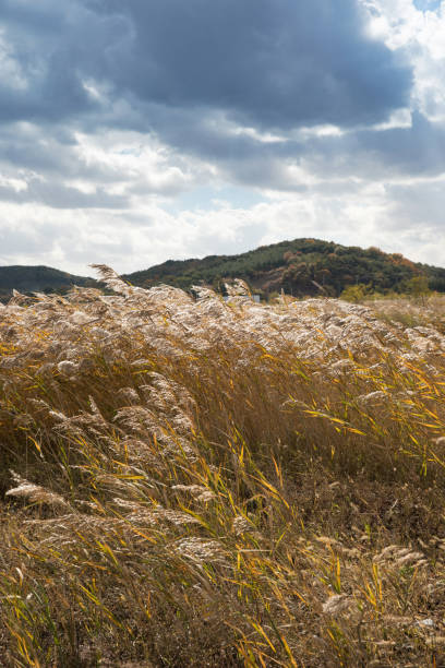 istock Reed field and autumn sky landscape in Korea 1063802348