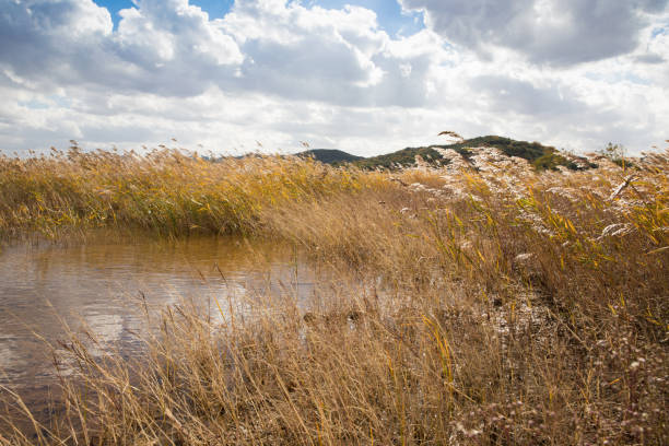 istock Reed wetlands and autumn scenery in Korea 1063802942