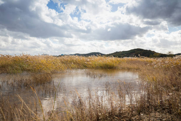 Reed wetlands and autumn scenery in Korea