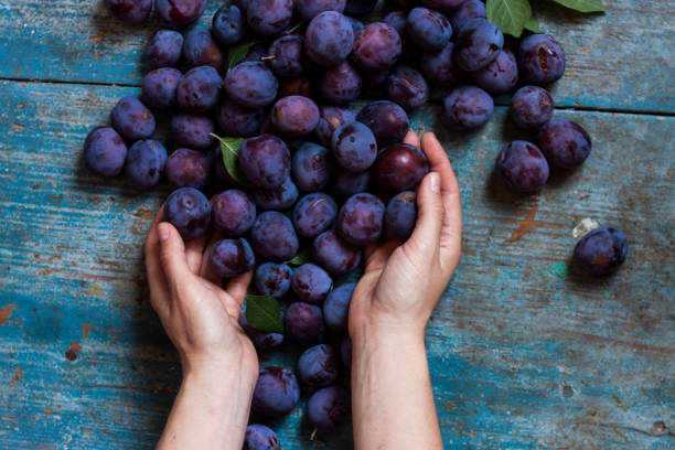 рука женщины держит сливы на деревянном фоне. - plum eating women fruit стоковые фото и изображения