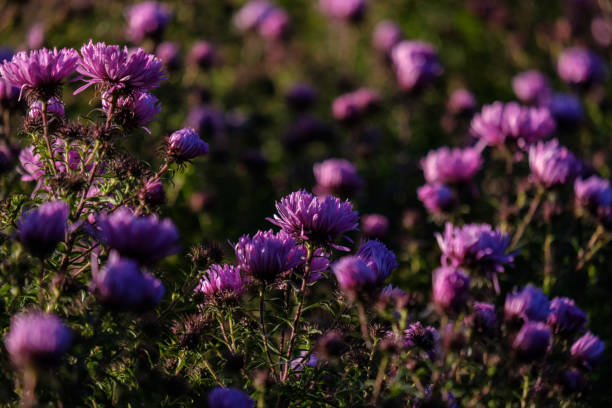 istock purple autumn flowers on blur background 1063803590