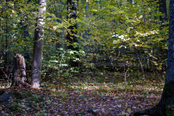 istock birch tree lush in colorful autumn forest 1063804236