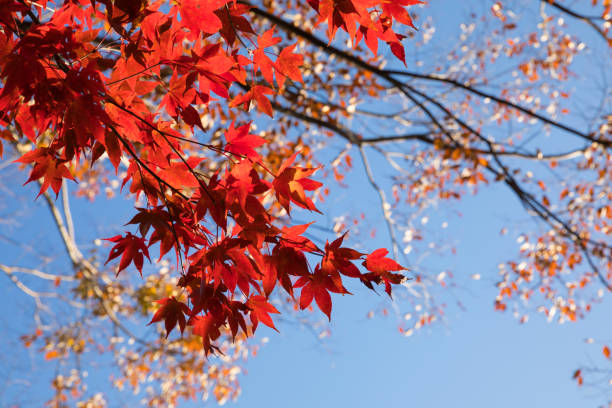 istock Red maple tree and blue autumn sky background 1063804284