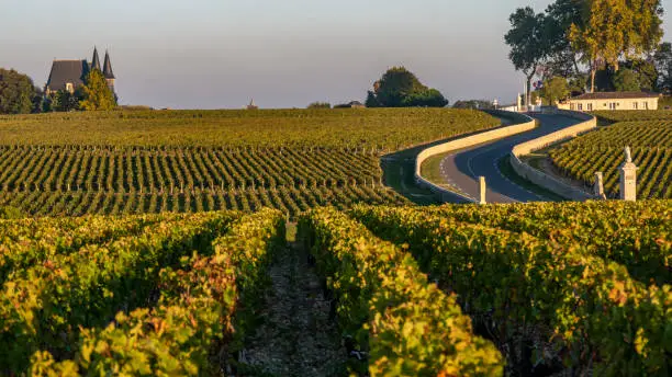 Route des Chateaux, Vineyard in Medoc, amous wine estate of Bordeaux wine, Gironde, France