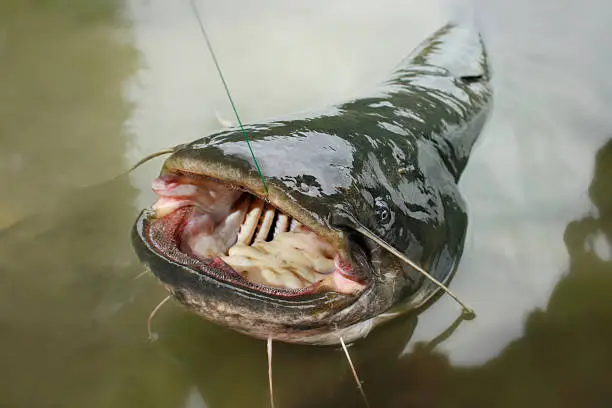 Big one catfish on river