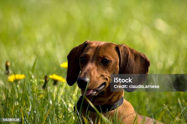 Bassotto Immagine A Colori - Fotografie stock e altre immagini di Ambientazione esterna - Ambientazione esterna, Animale, Animale da compagnia