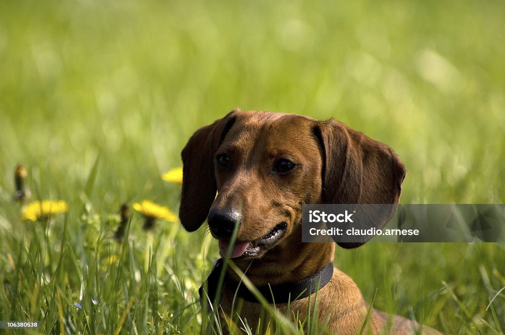 Basset Alemão, Cor da Imagem - Foto de stock de Animal royalty-free