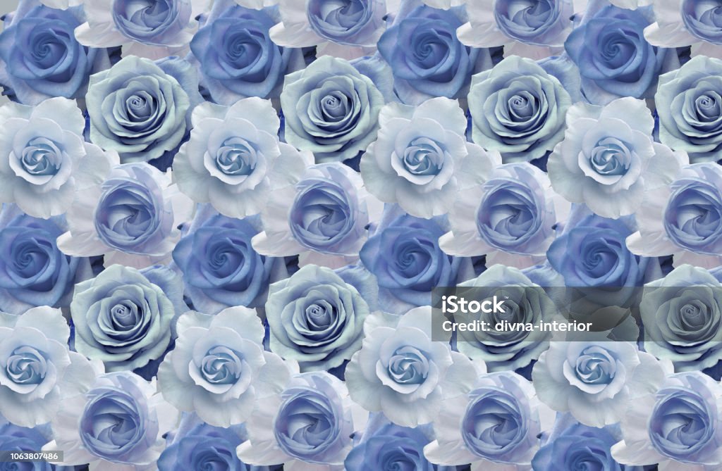 3d Wallpaper Beautiful Blue Roses Stock Photo - Download Image Now - Light  Blue, Rose - Flower, Wallpaper - Decor - iStock