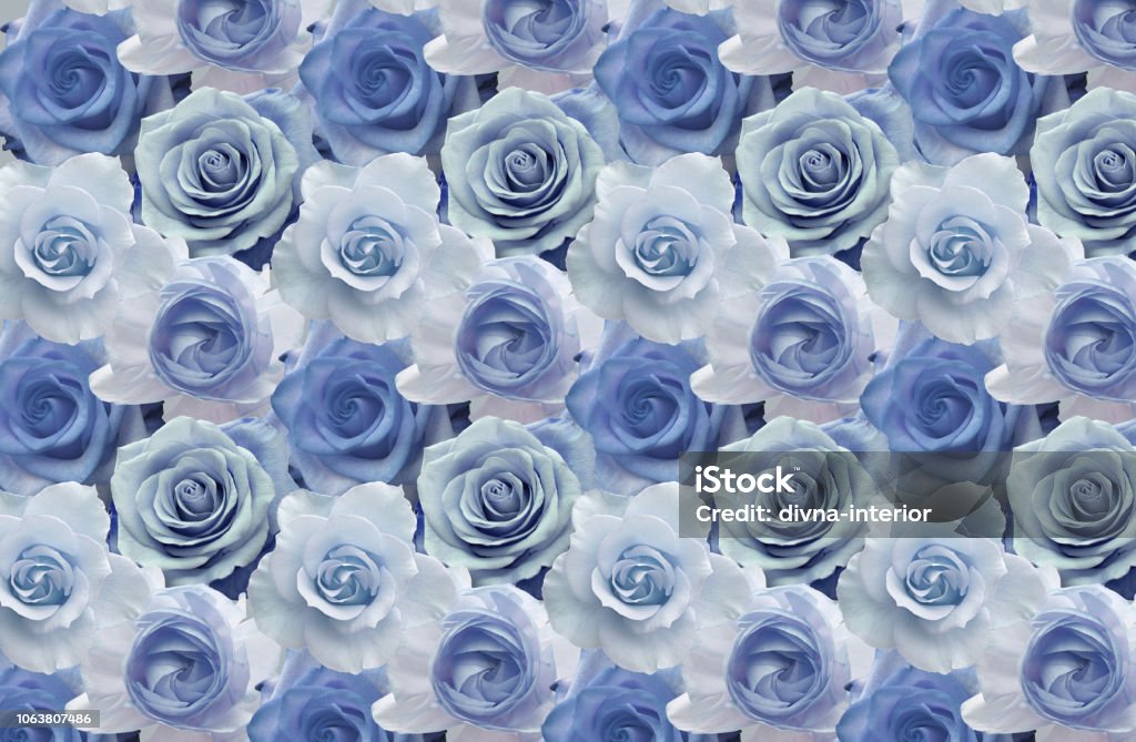 3d Wallpaper Beautiful Blue Roses Stock Photo - Download Image Now - Light Blue, Rose - Flower, Wallpaper - Decor - iStock 3d Wallpaper Beautiful Blue Roses Stock Photo - Download Image Now - Light Blue, Rose - Flower, Wallpaper - Decor - iStock