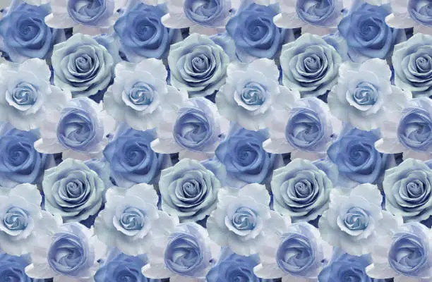 Photo of 3d wallpaper, beautiful blue roses.