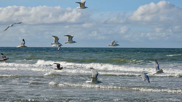 istock Sea gulls, flying at the waterside 1063808198