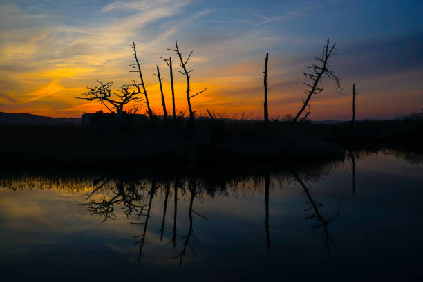 istock Trees reflected in the evening and the water surface 1063808644